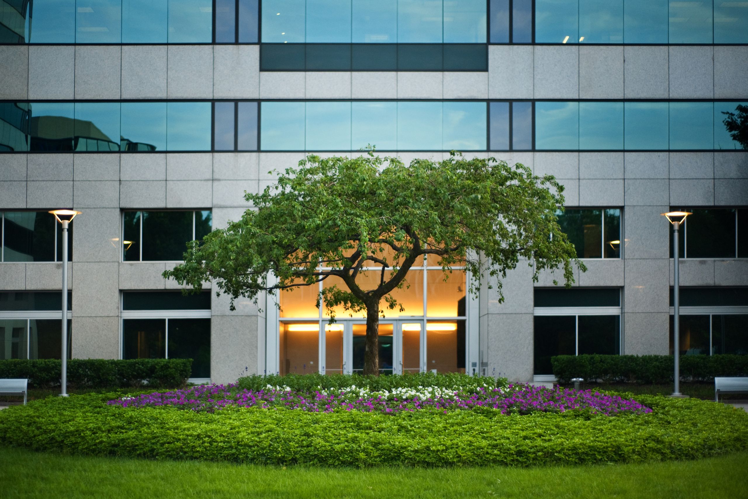 Outside Office Building Featuring a Bonsai Tree Outside Office Building Featuring a Bonsai Tree